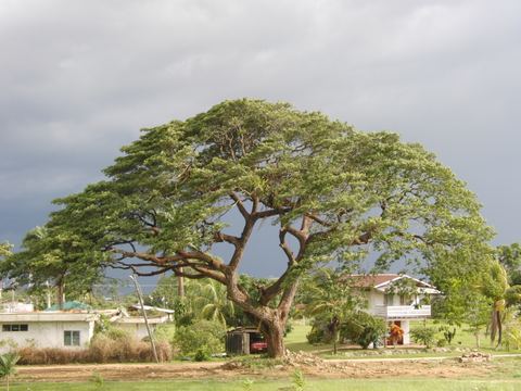 Paramaribo e.o., Suriname, 2008