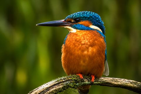 Nederland, 2026