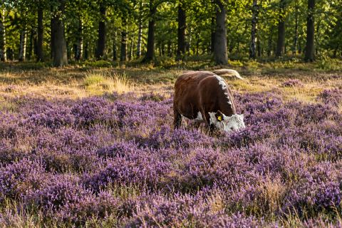 landschapsfotografie